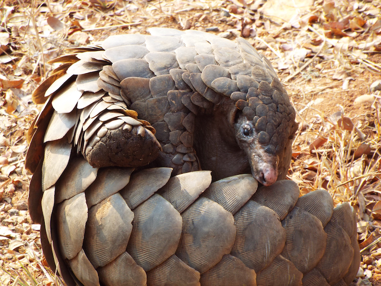 Pangolin, rolled up to protect itself