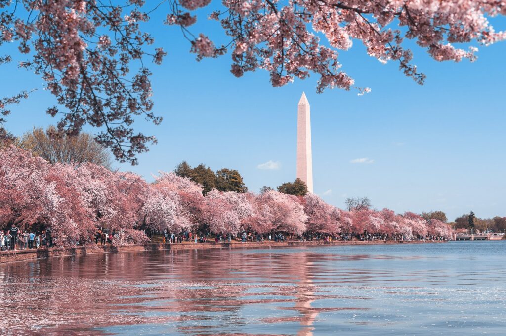 Cherry blossoms in Washington DC, in front of the Washington Memorial