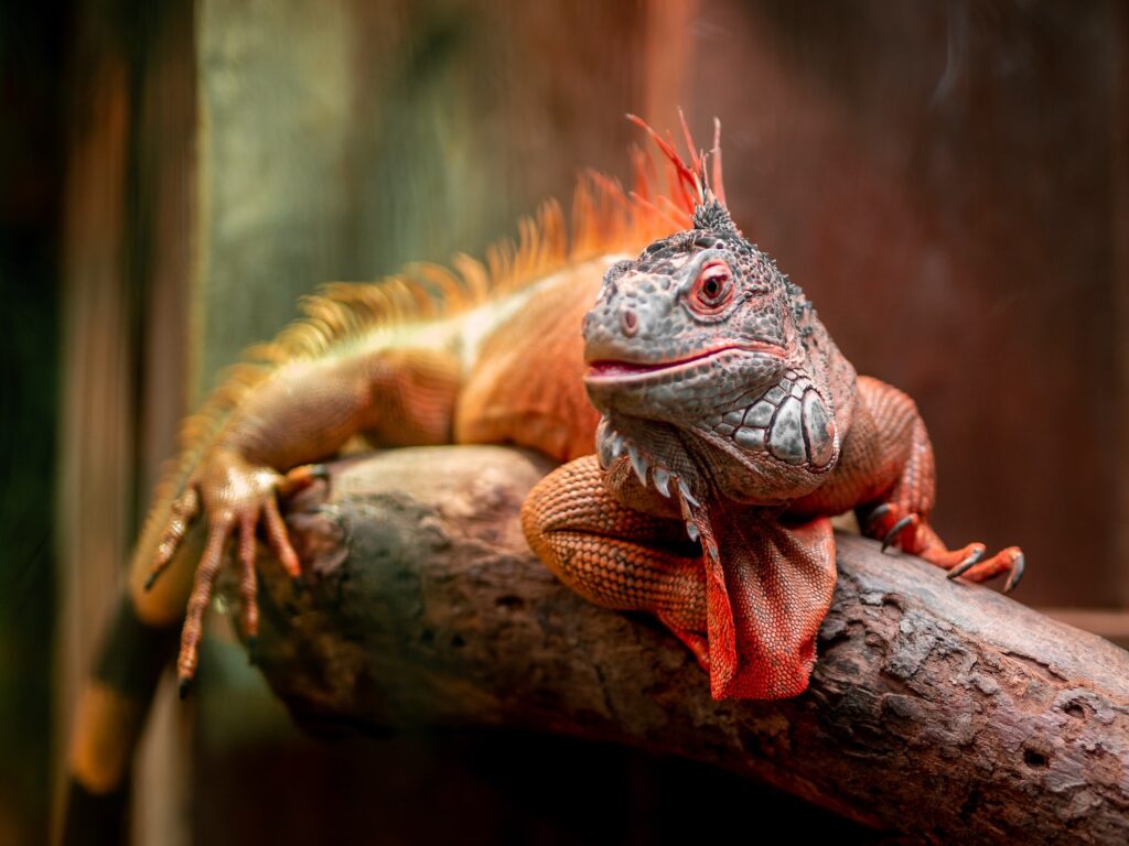 iguana relaxes on a branch