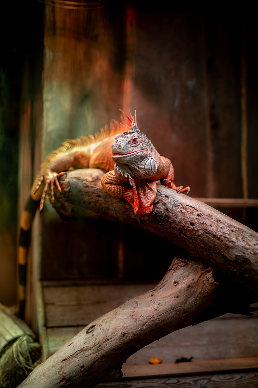 iguana relaxes on a branch - animal rescues 2021