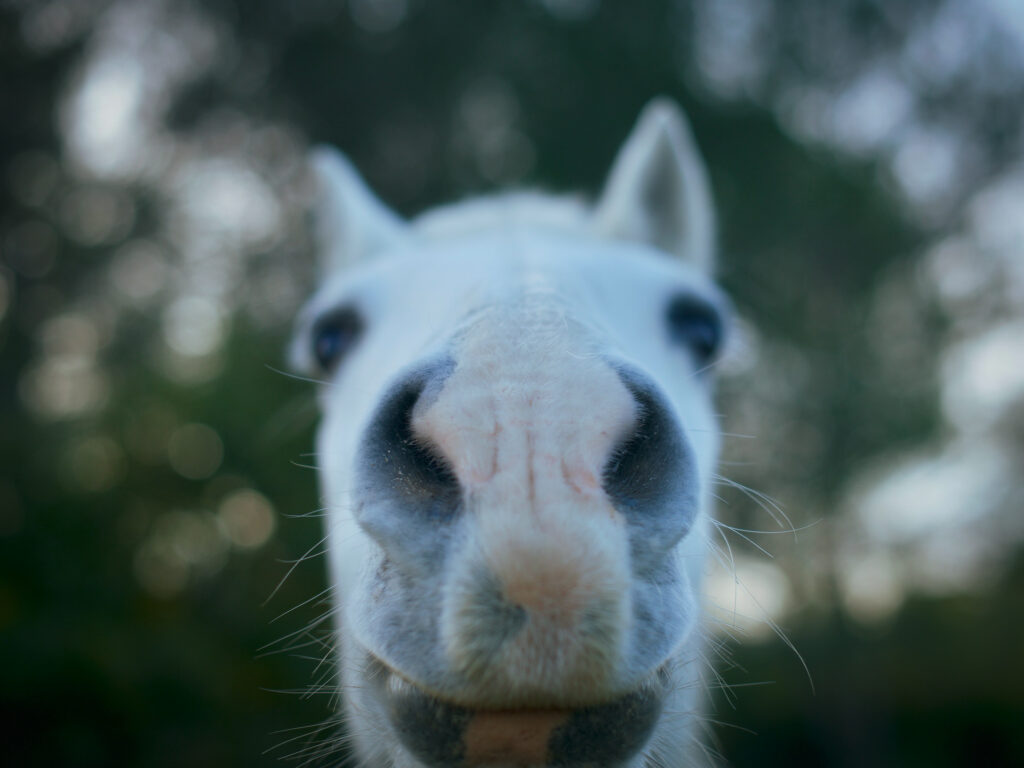 Close up of the nose of a white horse