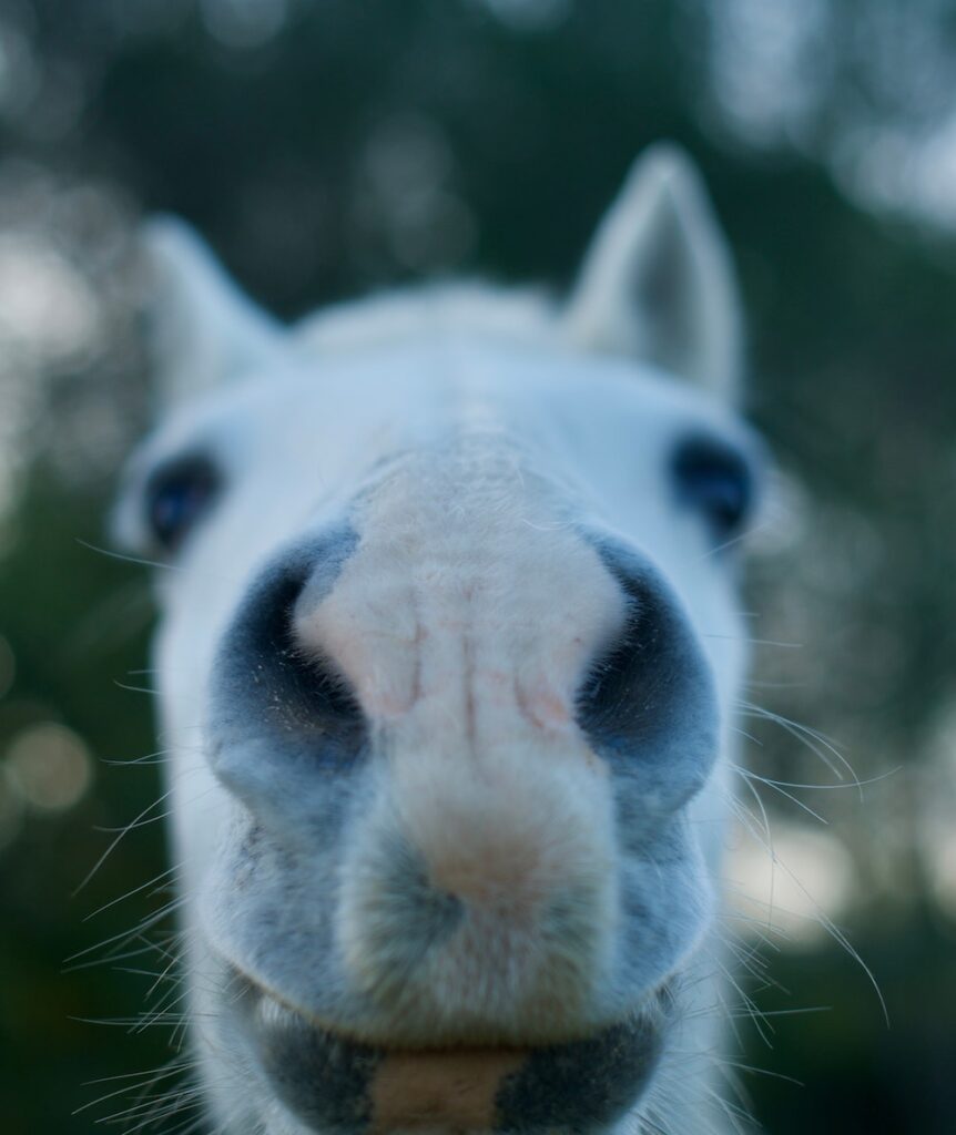 Close up image of the nose of a white horse