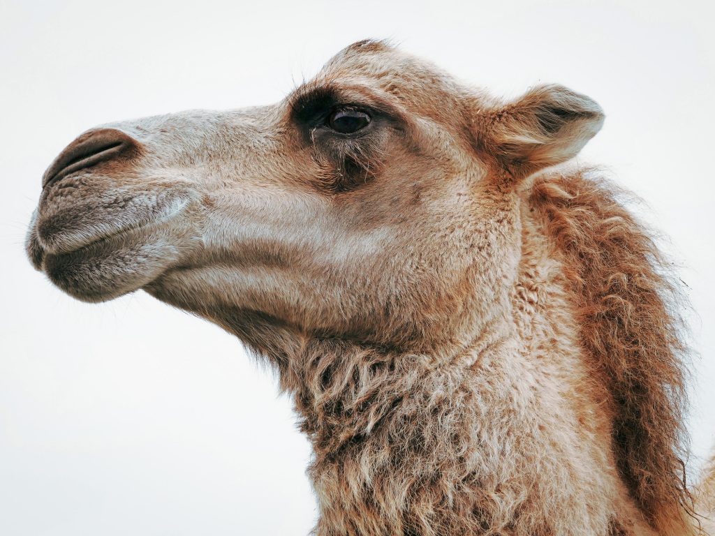 Camel side profile