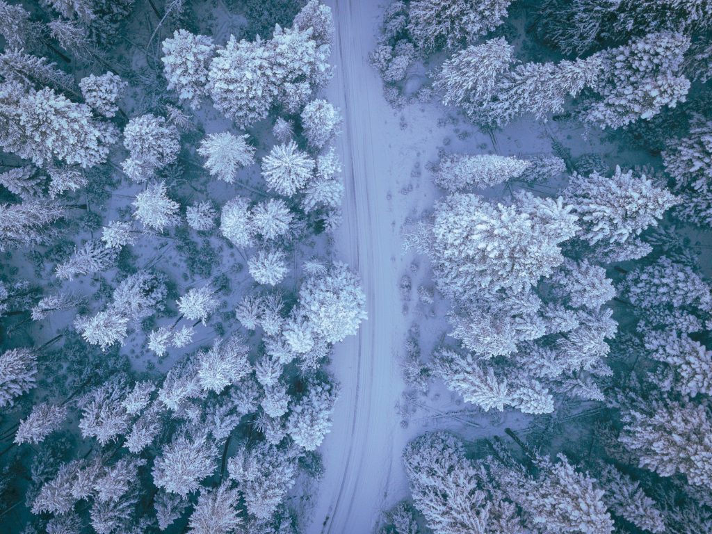 A forest road passes through snowy trees