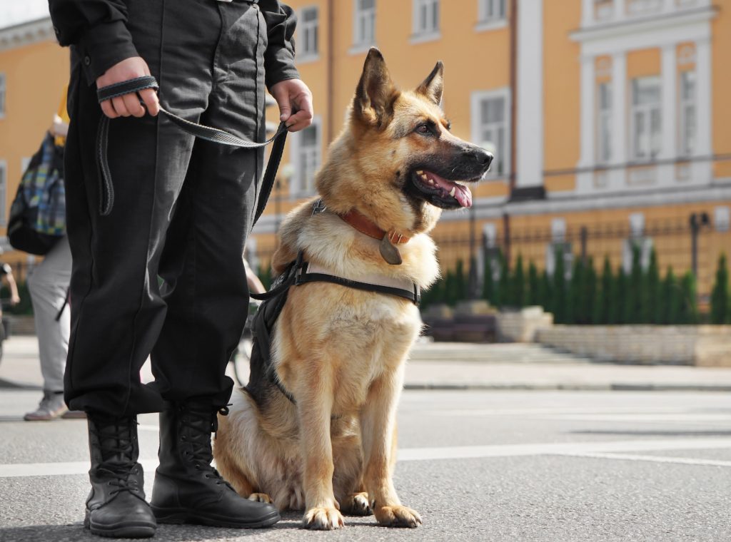 a police K9 and its handler positioned in a public square