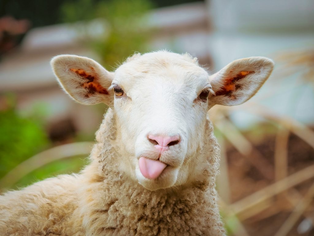 A young sheep sticks out its tongue