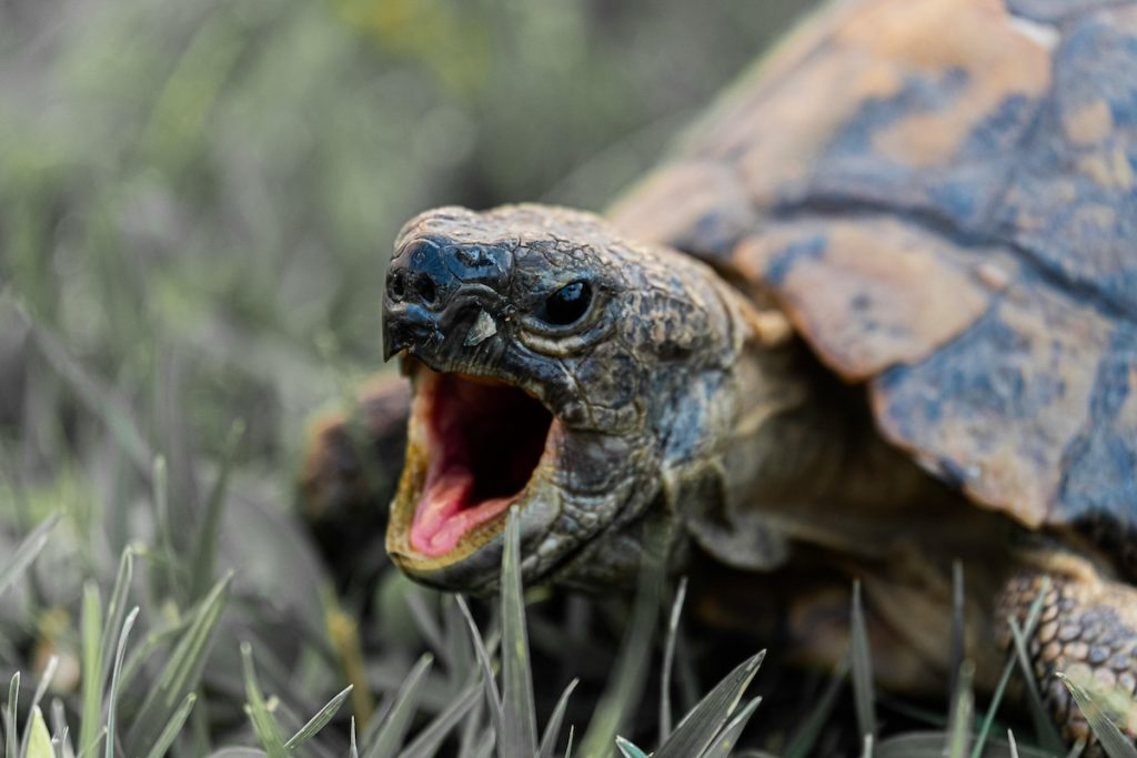 Close up of a tortoise with its mouth open